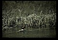 10502-00001-Blackbirds, Grackles, Starlings, General.jpg