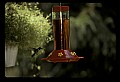 10504-00001-Hummingbirds, Ruby-throated, Archilochus colubris.jpg