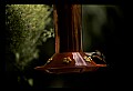 10504-00002-Hummingbirds, Ruby-throated, Archilochus colubris.jpg