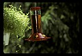 10504-00003-Hummingbirds, Ruby-throated, Archilochus colubris.jpg