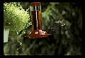 10504-00004-Hummingbirds, Ruby-throated, Archilochus colubris.jpg