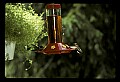 10504-00006-Hummingbirds, Ruby-throated, Archilochus colubris.jpg