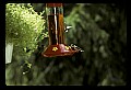 10504-00007-Hummingbirds, Ruby-throated, Archilochus colubris.jpg