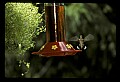 10504-00010-Hummingbirds, Ruby-throated, Archilochus colubris.jpg