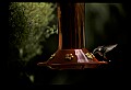 10504-00012-Hummingbirds, Ruby-throated, Archilochus colubris.jpg