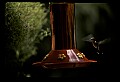 10504-00013-Hummingbirds, Ruby-throated, Archilochus colubris.jpg