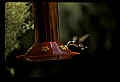 10504-00015-Hummingbirds, Ruby-throated, Archilochus colubris.jpg
