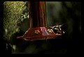 10504-00016-Hummingbirds, Ruby-throated, Archilochus colubris.jpg
