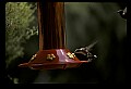 10504-00018-Hummingbirds, Ruby-throated, Archilochus colubris.jpg