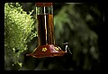 10504-00019-Hummingbirds, Ruby-throated, Archilochus colubris.jpg