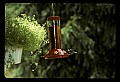 10504-00020-Hummingbirds, Ruby-throated, Archilochus colubris.jpg