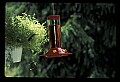10504-00022-Hummingbirds, Ruby-throated, Archilochus colubris.jpg