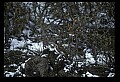 1-6-07-00301-Grouse.jpg