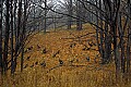 1-6-07-00418 flock of turkeys.jpg
