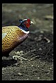 10540-00001-Game Birds.jpg