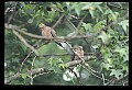 10540-00002-Game Birds.jpg
