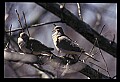 10540-00003-Game Birds.jpg