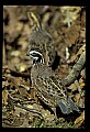 10540-00004-Game Birds.jpg