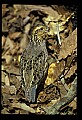 10580-00001-Quail, Northern Bobwhite, Colinus virginianus.jpg
