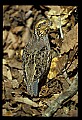 10580-00002-Quail, Northern Bobwhite, Colinus virginianus.jpg
