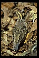 10580-00003-Quail, Northern Bobwhite, Colinus virginianus.jpg