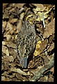 10580-00004-Quail, Northern Bobwhite, Colinus virginianus.jpg