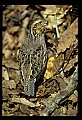 10580-00005-Quail, Northern Bobwhite, Colinus virginianus.jpg