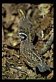 10580-00006-Quail, Northern Bobwhite, Colinus virginianus.jpg