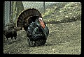 10590-00006-Turkey, Meleagris gallapavo.jpg