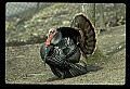 10590-00008-Turkey, Meleagris gallapavo.jpg