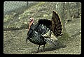 10590-00009-Turkey, Meleagris gallapavo.jpg