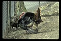 10590-00010-Turkey, Meleagris gallapavo.jpg