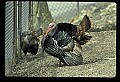 10590-00011-Turkey, Meleagris gallapavo.jpg