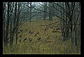 10590-00012-Turkey, Meleagris gallapavo.jpg