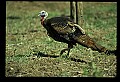 10590-00013-Turkey, Meleagris gallapavo.jpg