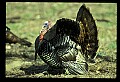 10590-00014-Turkey, Meleagris gallapavo.jpg