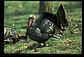10590-00015-Turkey, Meleagris gallapavo.jpg