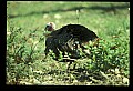 10590-00017-Turkey, Meleagris gallapavo.jpg