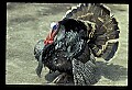 10590-00018-Turkey, Meleagris gallapavo.jpg