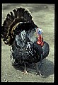 10590-00019-Turkey, Meleagris gallapavo.jpg