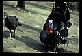 10590-00020-Turkey, Meleagris gallapavo.jpg