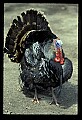10590-00021-Turkey, Meleagris gallapavo.jpg