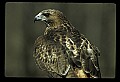 10550-00003-Red-tailed Hawk, Buteo jamaicansis.jpg