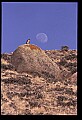 10554-00001-Golden Eagle, Aquila chrysaetos.jpg