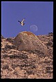 10554-00002-Golden Eagle, Aquila chrysaetos.jpg