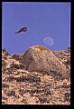 10554-00003-Golden Eagle, Aquila chrysaetos.jpg