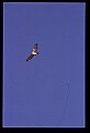 10554-00006-Golden Eagle, Aquila chrysaetos.jpg