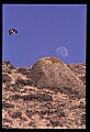 10554-00007-Golden Eagle, Aquila chrysaetos.jpg