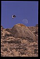 10554-00008-Golden Eagle, Aquila chrysaetos.jpg