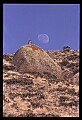 10554-00010-Golden Eagle, Aquila chrysaetos.jpg
